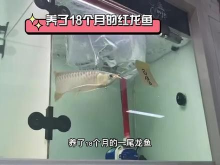孟吉爾紅龍魚的價(jià)格是多少（孟吉爾紅龍魚價(jià)格多少錢）