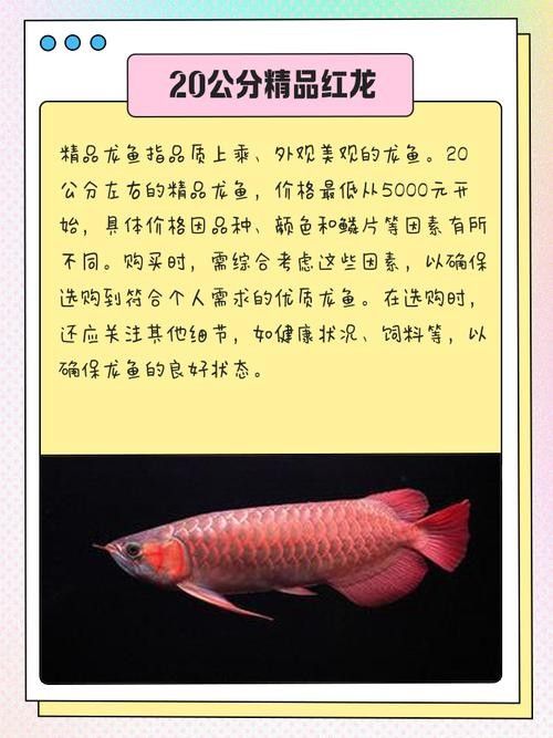孟吉爾紅龍魚的價(jià)格是多少（孟吉爾紅龍魚價(jià)格多少錢）