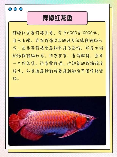 孟吉爾紅龍魚的價(jià)格是多少（孟吉爾紅龍魚價(jià)格多少錢）
