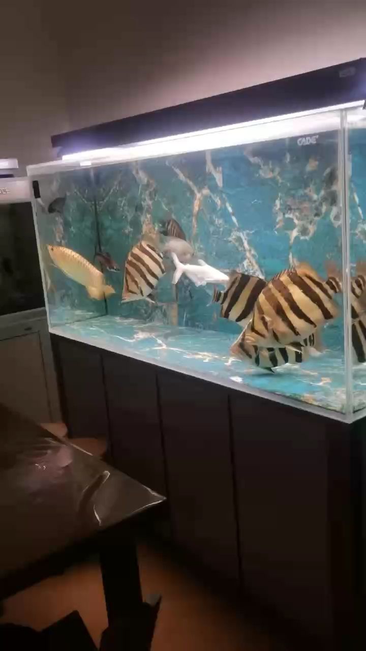 漂亮（_人見人愛評論：漂亮，紳士迅評論：魚可以）