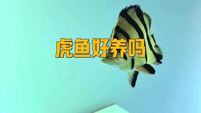 龍魚和虎魚多久換一次水？（龍魚和虎魚多久換一次水最好）
