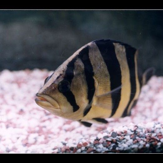 龍魚和虎魚多久換一次水？（龍魚和虎魚多久換一次水最好）