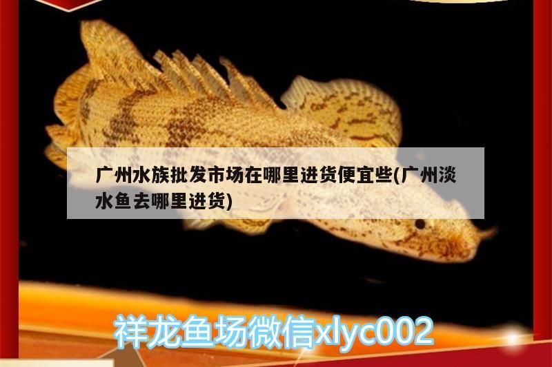 廣州水族批發市場在哪里進貨便宜些(廣州淡水魚去哪里進貨)（廣州水族批發市場在哪里進貨便宜些）