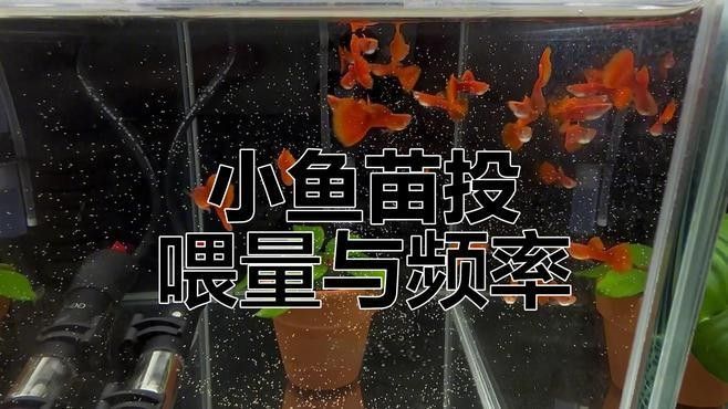 孔雀龍魚一天喂幾次（關于一天內喂食孔雀龍魚的次數的建議：孔雀龍魚喂食指南）