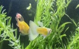 孔雀龍魚一天喂幾次（關于一天內喂食孔雀龍魚的次數的建議：孔雀龍魚喂食指南）