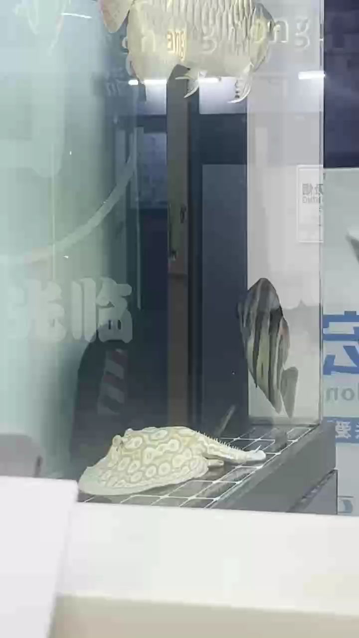 三十公分的虎幾乎都是黑煤是不是廢了（“三十公分的虎幾乎都是黑煤”是什么意思？）