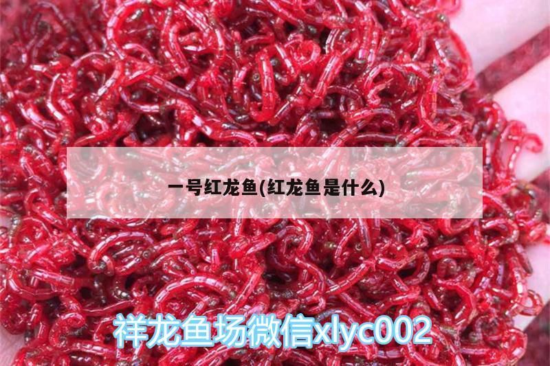 一號紅龍魚(紅龍魚是什么)（一號紅龍魚）