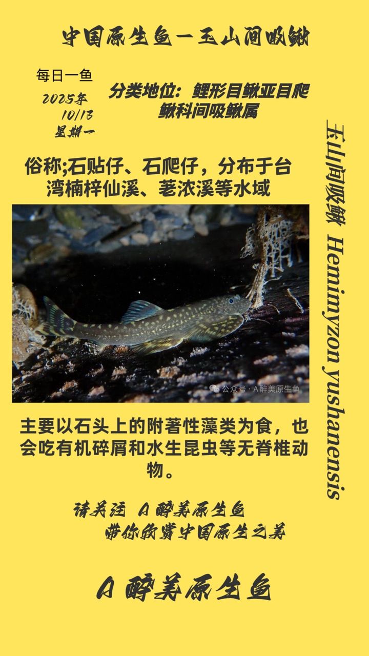 玉山間吸鰍（山間吸鰍，一種生活在臺(tái)灣玉山山脈的特有魚(yú)類）