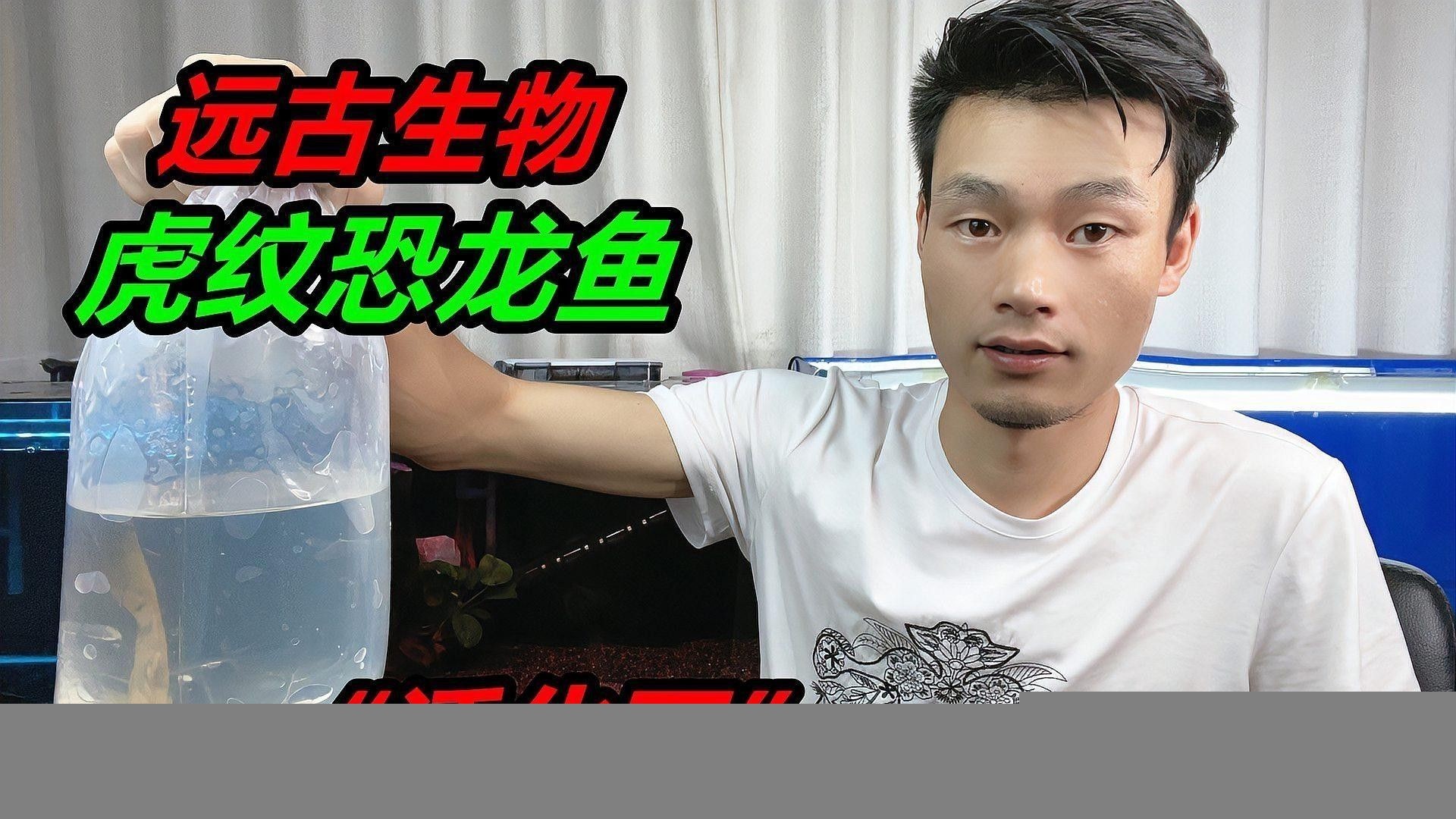 如何區分不同品種的恐龍魚？（不同品種的恐龍魚需要從以下幾個方面進行觀察和分析）