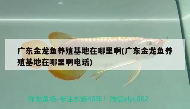 廣東金龍魚養(yǎng)殖基地在哪里啊(廣東金龍魚養(yǎng)殖基地在哪里啊電話)（廣東金龍魚養(yǎng)殖基地在哪里）