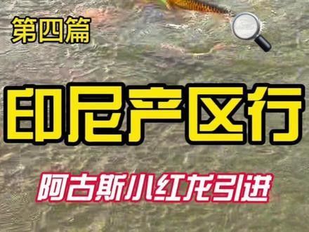 云溪哪個水族館龍魚好？祥龍魚場龍魚（云溪哪個水族館龍魚好?）