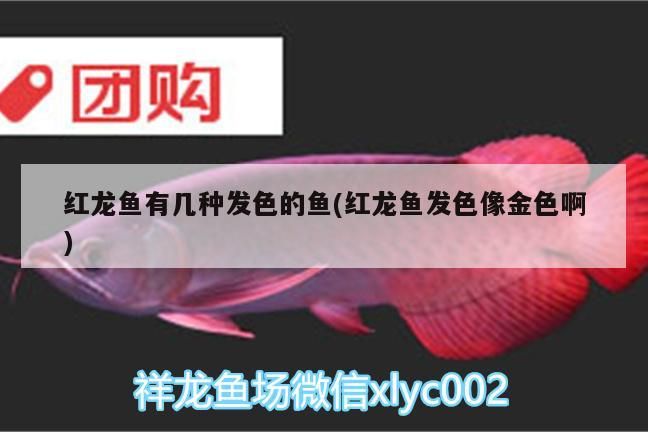 紅龍魚有幾種發色的魚(紅龍魚發色像金色啊) 紅龍魚有幾種發色的魚(紅龍魚發色像金色啊) 觀賞魚百科