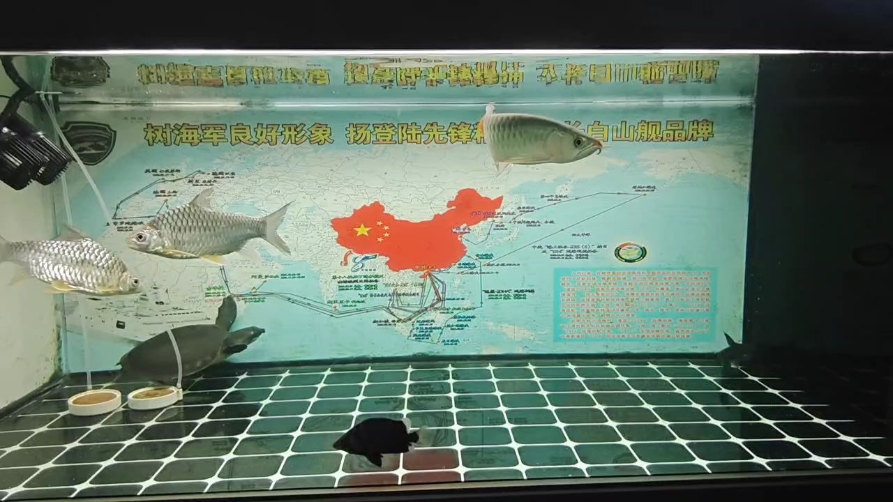 辣椒紅龍（古力-查力度評論：紅龍是一道以辣椒為特色的中式菜肴）