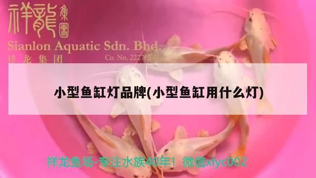 小型魚缸燈品牌(小型魚缸用什么燈)