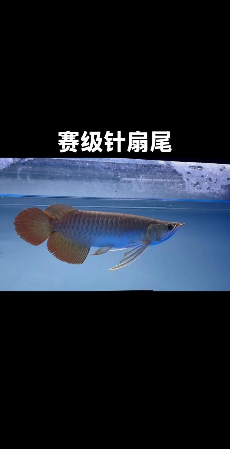 有哪些藥物可以有效治療龍魚腸道發炎？（如何治療龍魚腸道發炎）