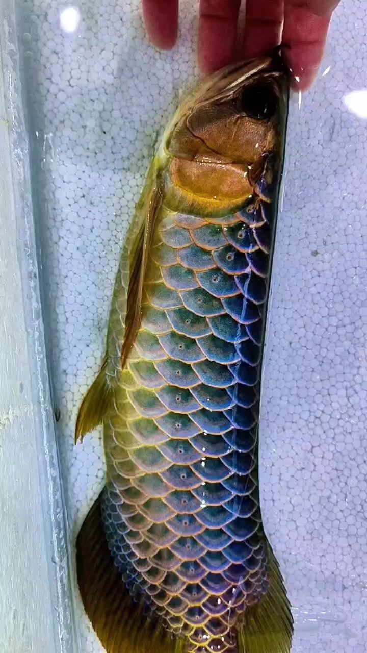 水幕金古典～昆侖之美（“水幕金古典～昆侖之美”暗示了一段關于昆侖山的壯麗景象和其文化內涵的描述）