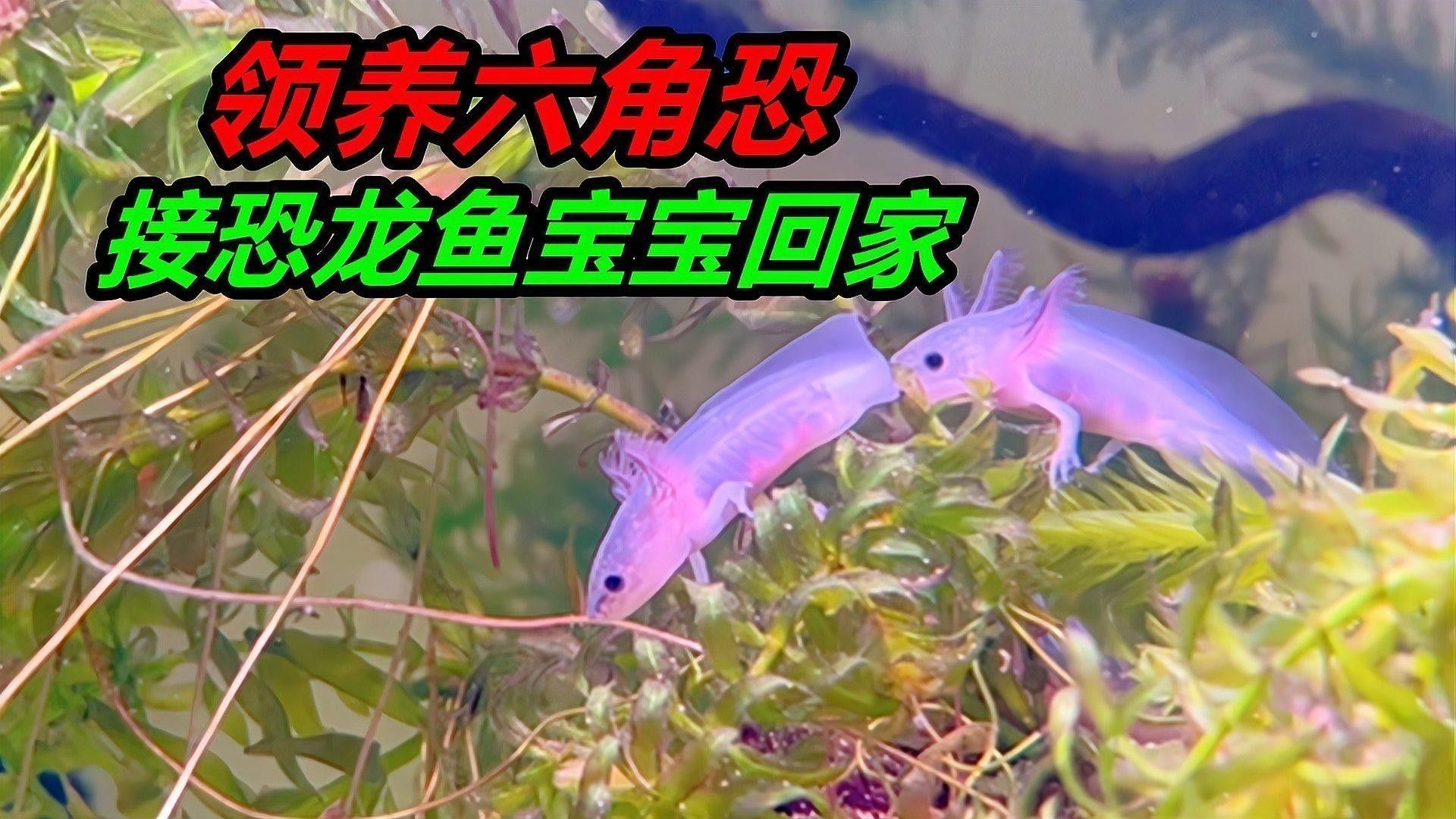 如何安全地喂食恐龍魚 如何安全地喂食恐龍魚 龍魚百科 第1張