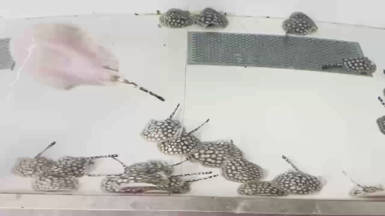 小魚狀態(tài)如牛