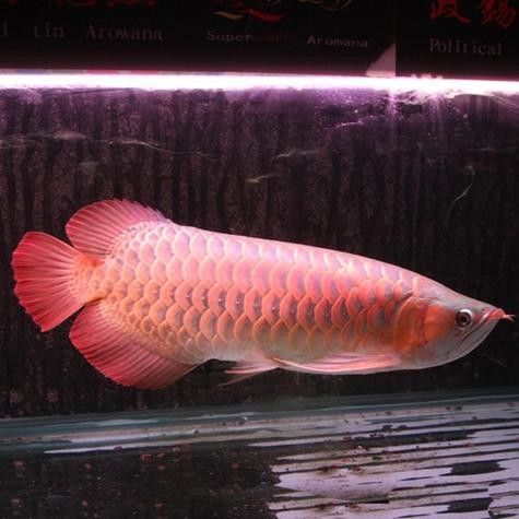 如何鑒別政錫龍魚的品相？（如何快速區(qū)分政錫龍魚？） 如何鑒別政錫龍魚的品相？（如何快速區(qū)分政錫龍魚？） 龍魚百科 第1張