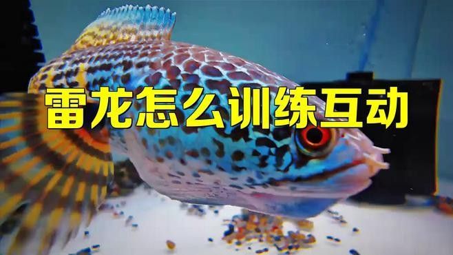 彩虹雷龍魚的最佳飼養環境（彩虹雷龍魚創造最佳飼養環境的指南:彩虹雷龍魚飼養全攻略）