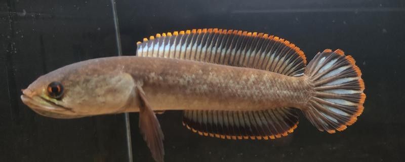 彩虹雷龍魚的最佳飼養環境（彩虹雷龍魚創造最佳飼養環境的指南:彩虹雷龍魚飼養全攻略）