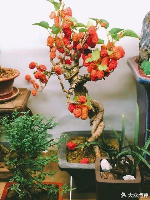 如何前往天津龍魚批發市場