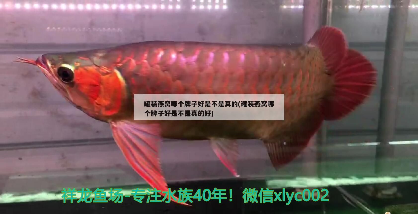 罐裝燕窩哪個牌子好是不是真的(罐裝燕窩哪個牌子好是不是真的好)