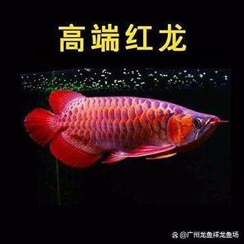 廣州哪個紅龍魚批發市場最好
