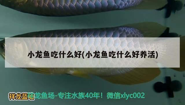 小龍魚吃什么好(小龍魚吃什么好養活) 小龍魚吃什么好(小龍魚吃什么好養活) 觀賞魚百科