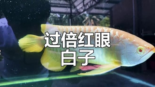 如何飼養白子過背金龍魚？（白子過背金龍魚的基本飼養指南）