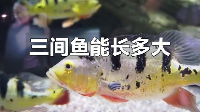 如何調整帝王三間的飼養密度？（如何調整帝王三間的飼養密度）