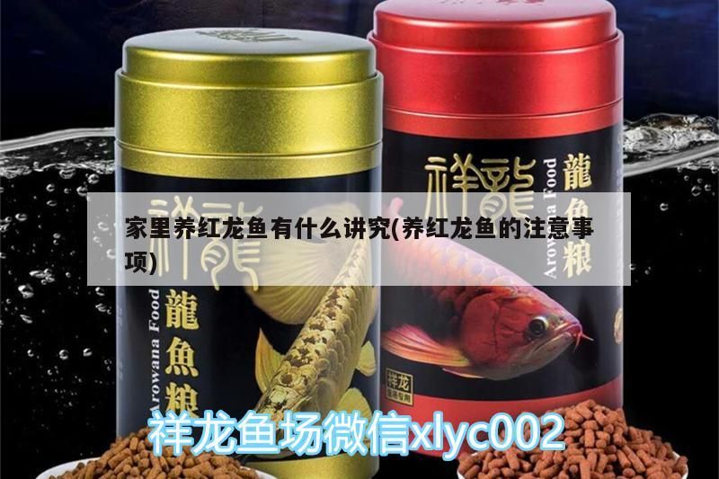 家里養(yǎng)紅龍魚有什么講究(養(yǎng)紅龍魚的注意事項(xiàng))