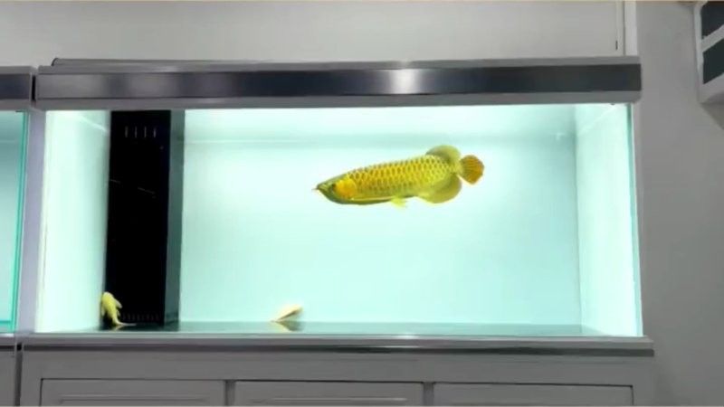 龍魚換水時需要放鹽嗎（龍魚換水時是否需要放鹽）
