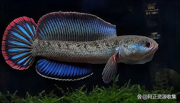 長期馴化雷龍魚和銀龍需要多久？（「阿正水族館」酒紅雷龍互動性解析）