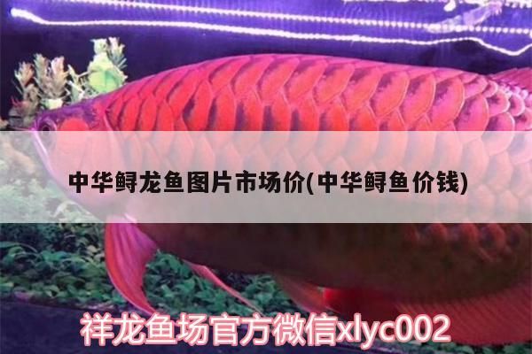 中華鱘龍魚圖片市場價(中華鱘魚價錢)