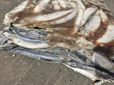 風水龍魚養幾條好旺財：風水龍魚養幾條好龍魚可以旺財