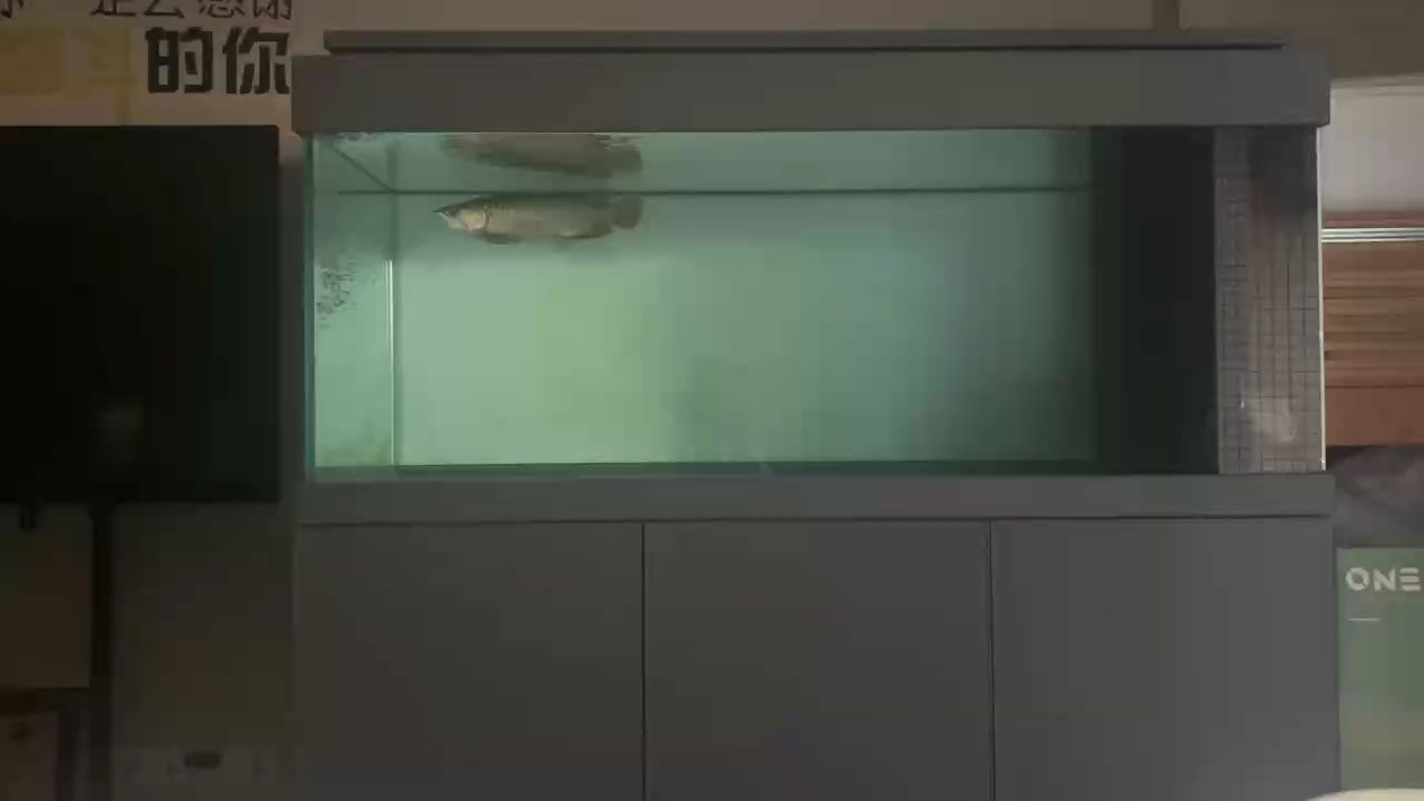 龍魚白天就趴缸（龍魚在白天就趴缸的生物學意義）
