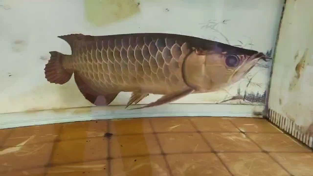 龍蒙眼了，（“龍蒙眼了”是什么意思？）