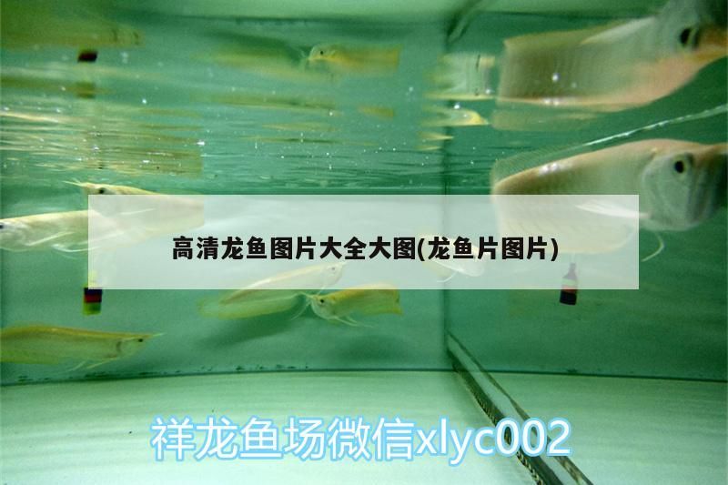 高清龍魚圖片大全大圖(龍魚片圖片)
