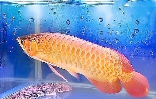 如何預防龍魚咬尾