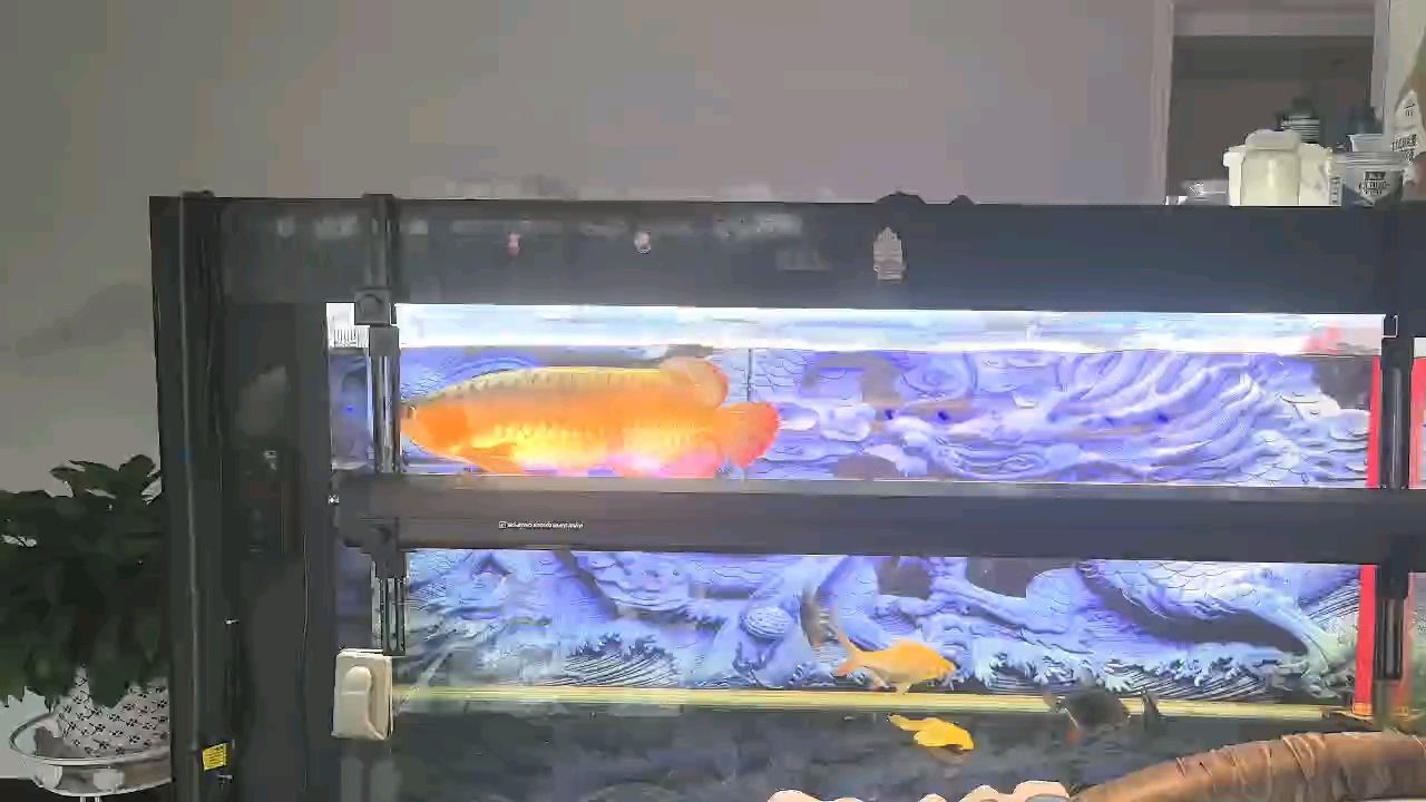 兩年的紅龍（兩年的紅龍，文化象征；社會，養了整兩年了，發色咋樣）