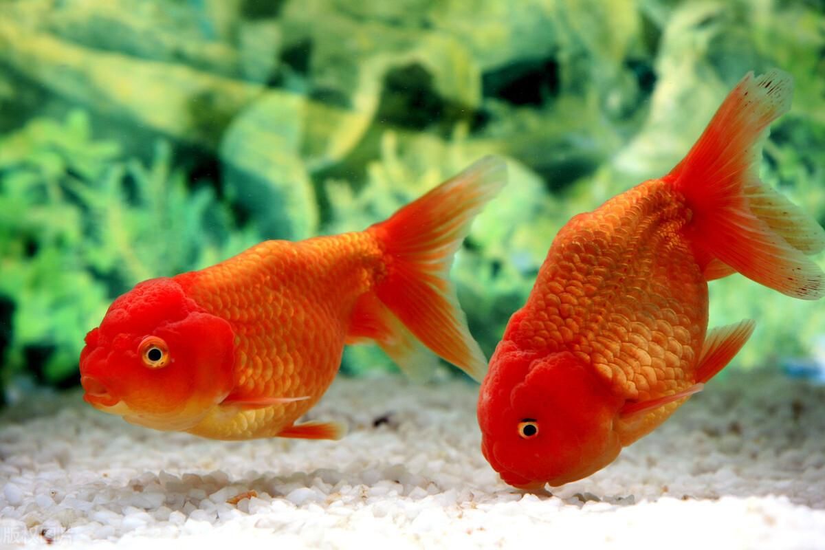 金魚為什么不能吃【不能給金魚喂太多的食那樣它會脹死這種說確嗎】