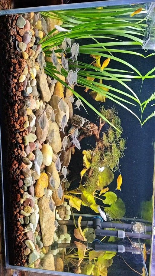 黑鱗龍魚需要多大的魚缸（養龍魚魚缸最佳飼養尺寸揭秘龍魚最佳飼養尺寸揭秘）