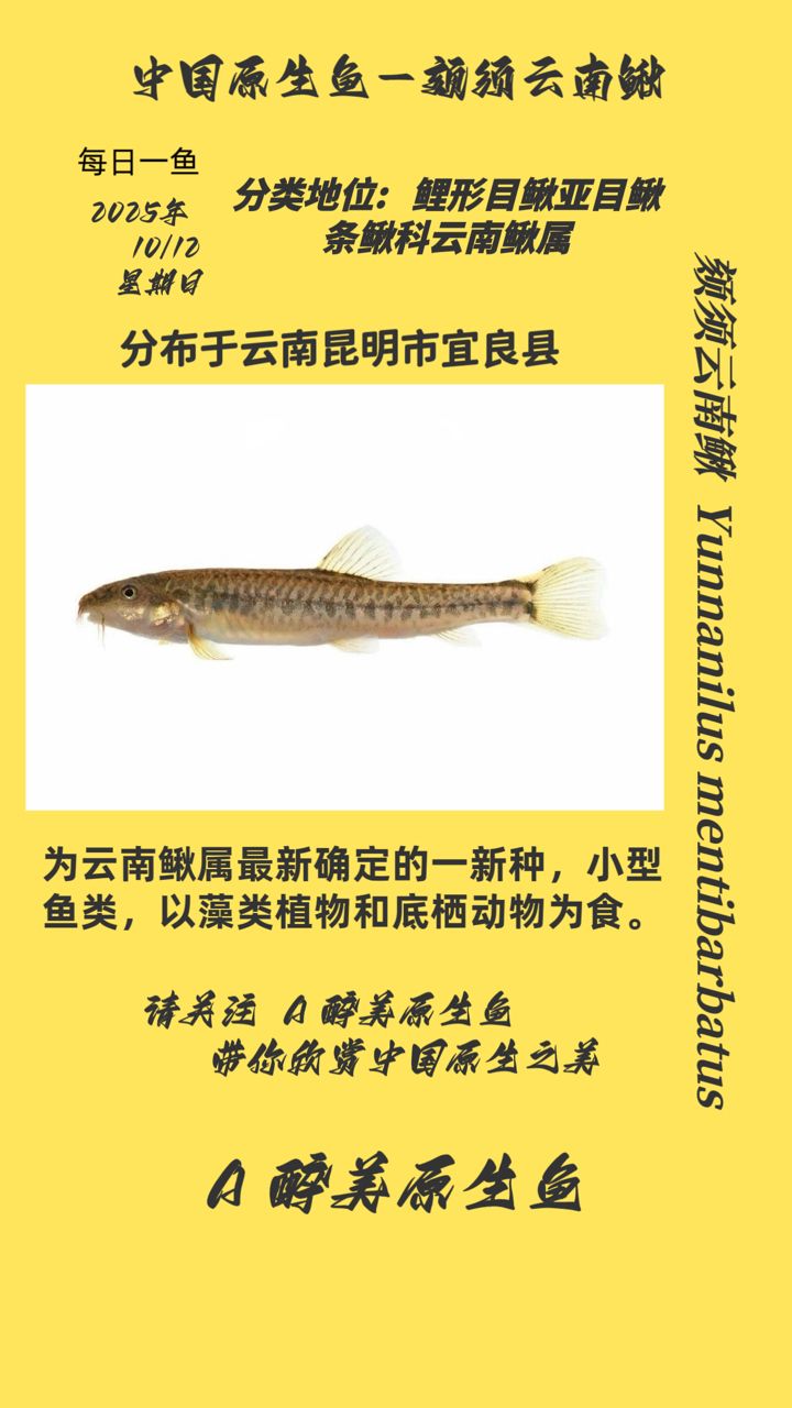 頦須云南鰍