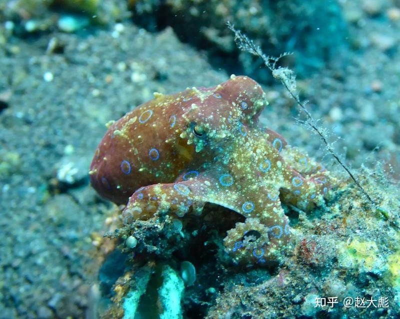哪些杜龍魚品種可能有毒？（杜龍魚有毒嗎）