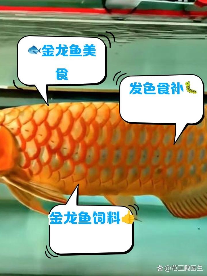 過背金龍魚應該吃什么食物 過背金龍魚應該吃什么食物 龍魚百科 第4張