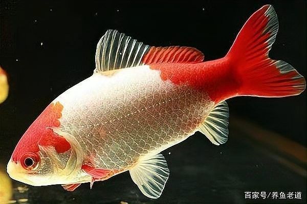 龍魚能吃錦鯉的魚糧，怎么喂養，龍魚能吃錦鯉的魚糧嗎