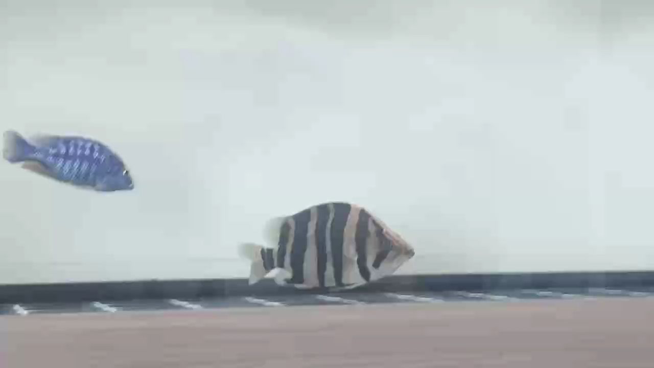 常黑黑黑黑虎的 高光時(shí)刻