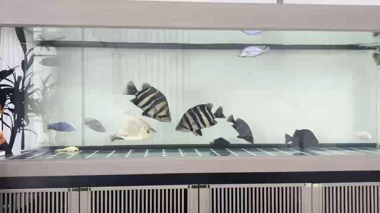 龍爭虎斗 活力四射（龍爭虎斗活力四射）