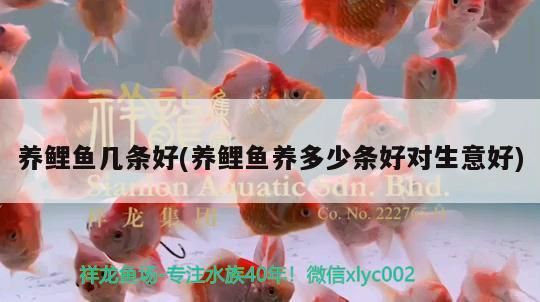 養(yǎng)鯉魚幾條好(養(yǎng)鯉魚養(yǎng)多少條好對生意好)